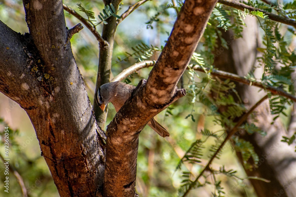 Closeup of a sparrow perched on a green tree branch