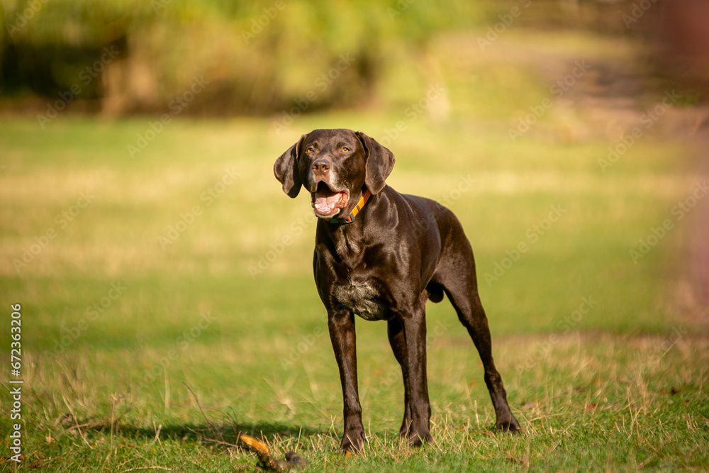 Pointer hunting dog in the forest in autumn