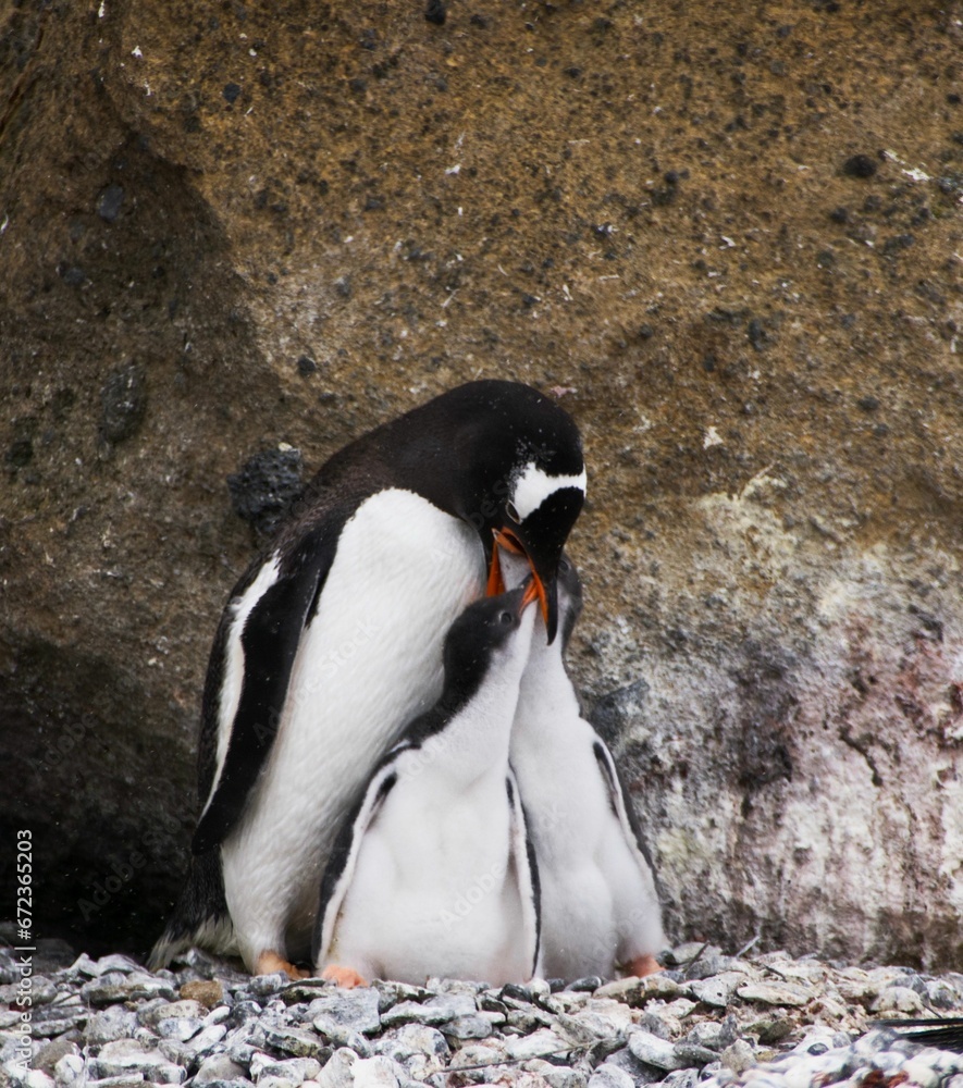 Fototapeta premium a group of penguins standing around a hole on a rocky shore