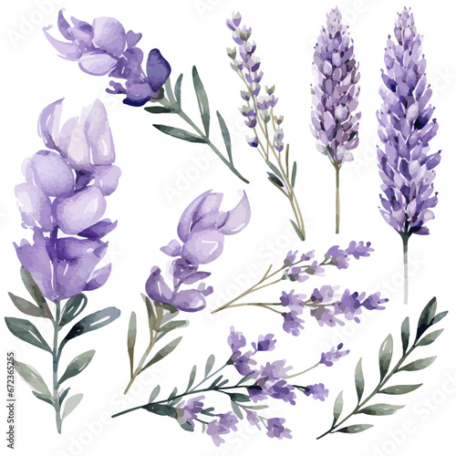 variety of lavender branches vectors