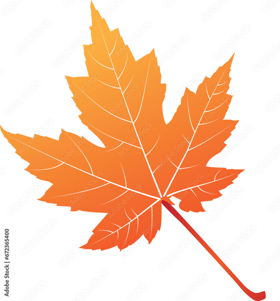Fototapeta premium Illustrations Simple beautiful mapple leaf illustration