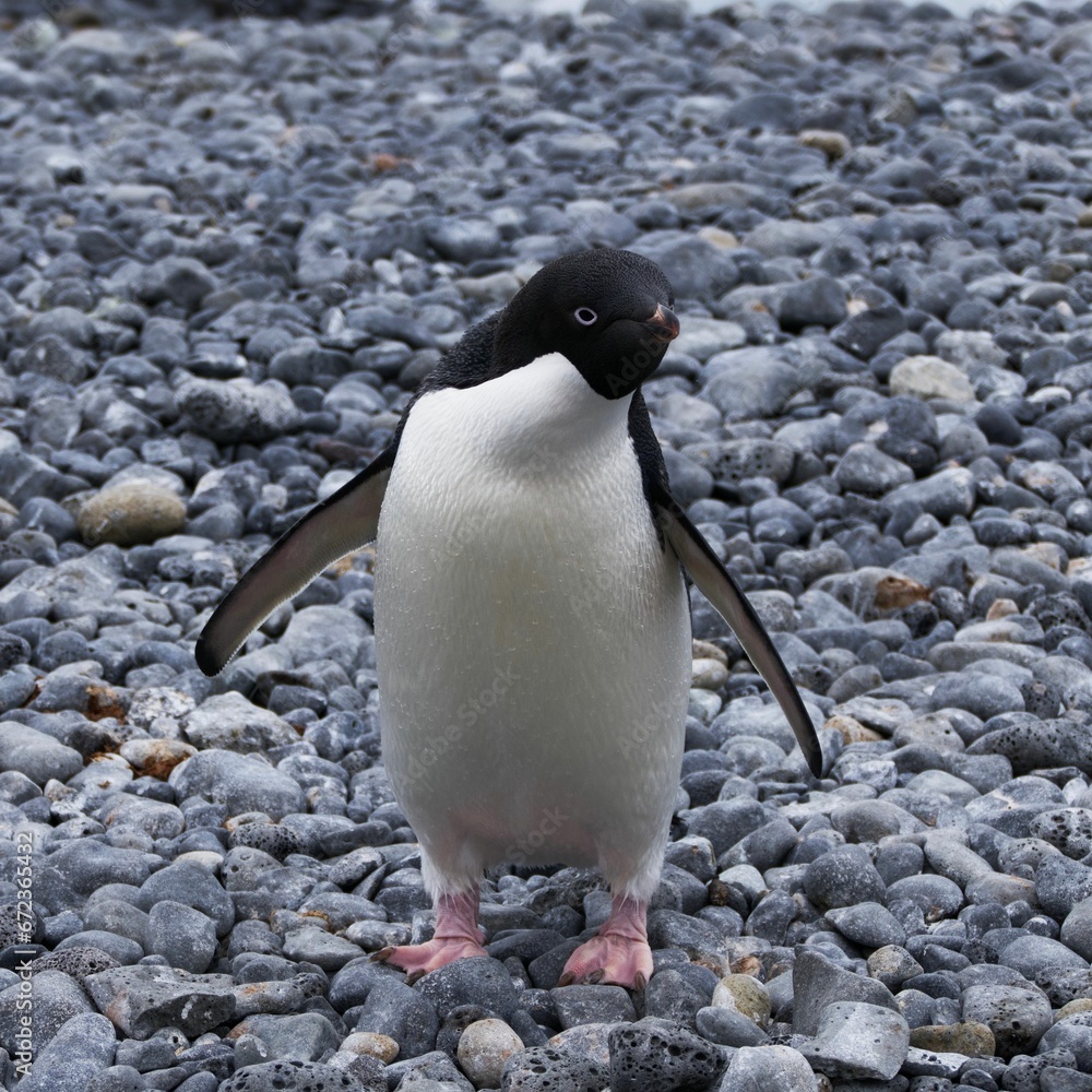 Fototapeta premium a small penguin walking across a bed of rocks on a beach
