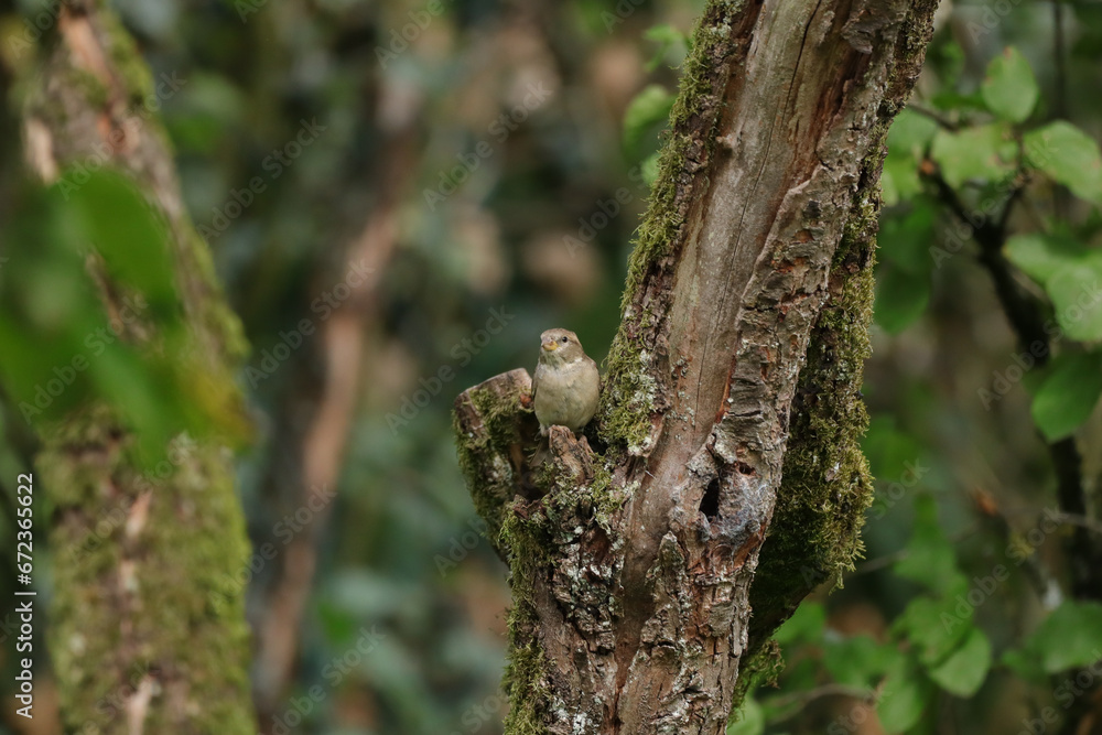 Moineau domestique (Passer domesticus)
Passer domesticus in its natural element
Moineau domestique (Passer domesticus)
Passer domesticus in its natural element