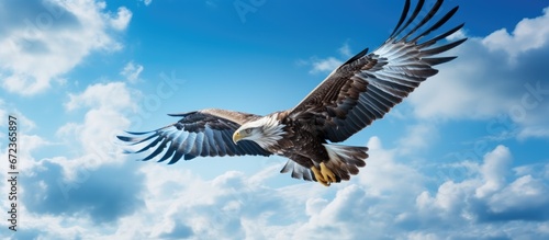An eagle soars through the atmosphere with fluffy clouds and a vibrant blue sky serving as its backdrop © AkuAku