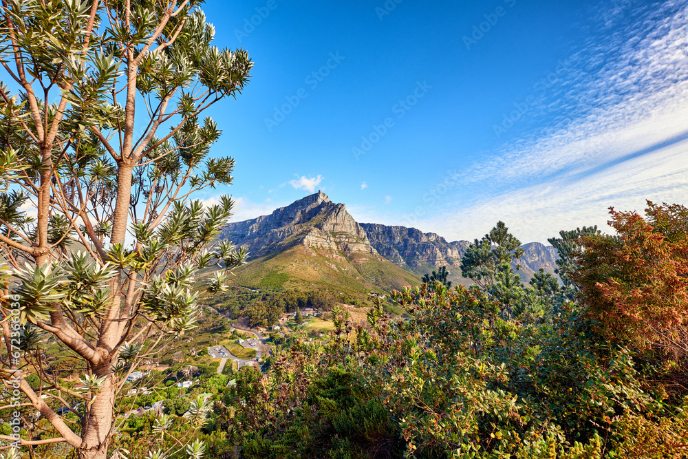 Fototapeta premium Copyspace of flowers, plants, and trees on a mountain in South Africa, Western Cape. Landscape view of beautiful vegetation and greenery on a hiking trail in a natural environment in summer
