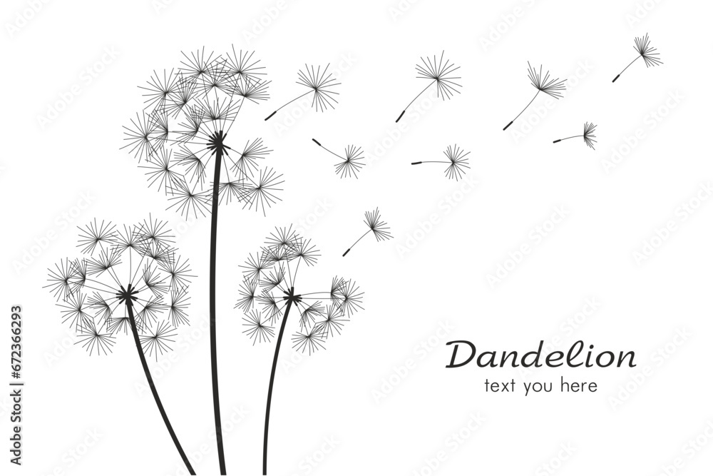 Three dandelions blowing in the wind. isolated on white background - obrazy, fototapety, plakaty 