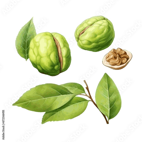 Watercolor walnut with leaves for food card decor on white background
