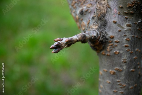 Selective focus shot of a small new twig sprouting out of a tree trunk