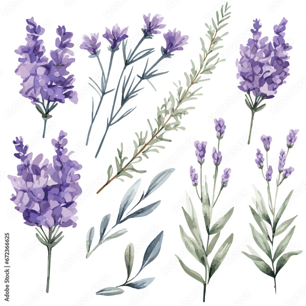Obraz premium lavender flowers isolated on white