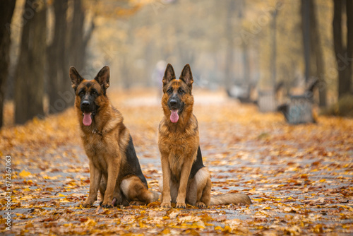 german shepherd dog in autumn park