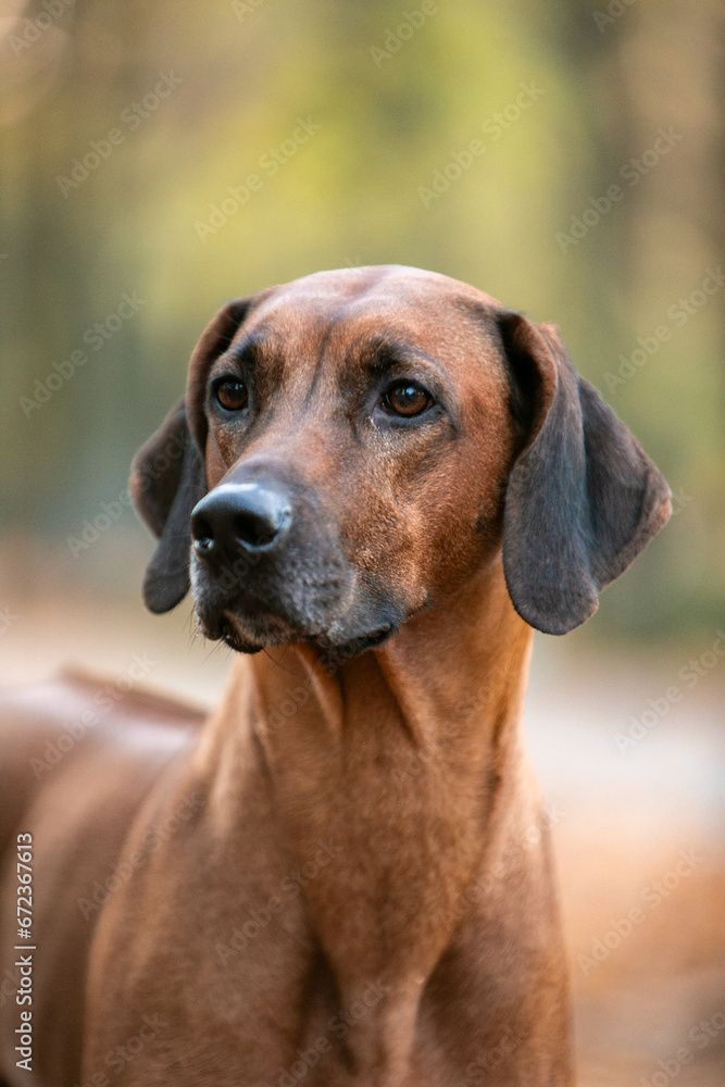 Ridgeback dog in the autumn park Ridgeback dog in the autumn park