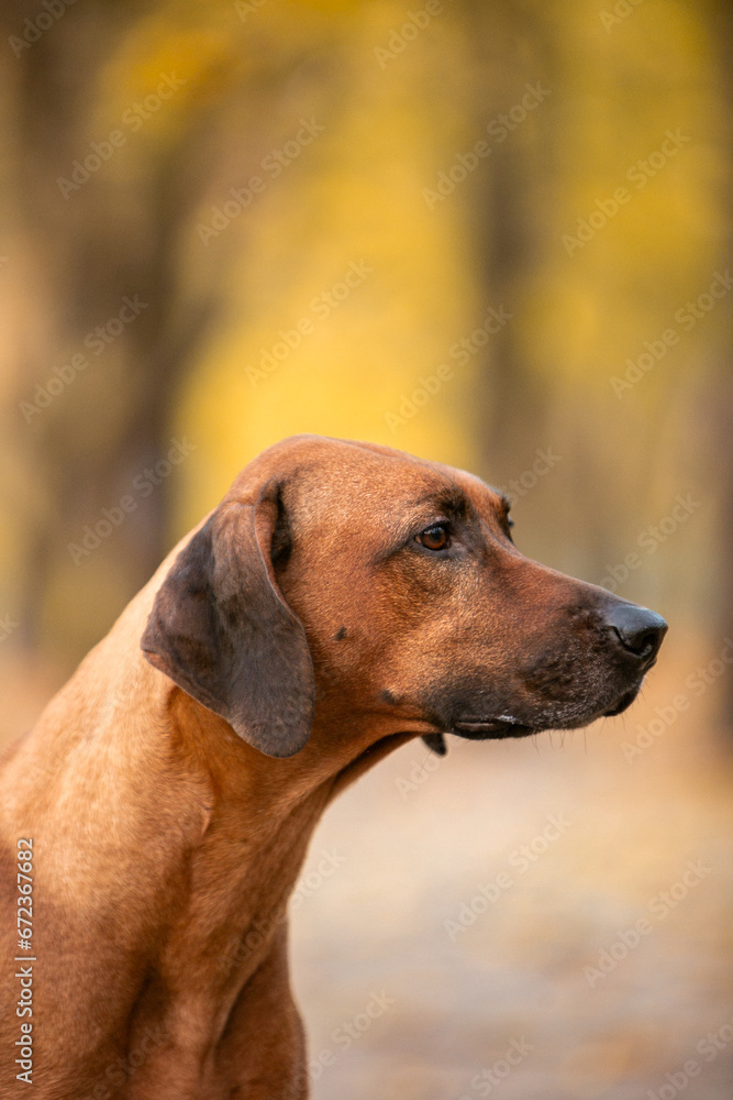 Ridgeback dog in the autumn park Ridgeback dog in the autumn park