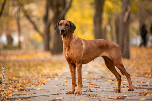 Ridgeback dog in the autumn park