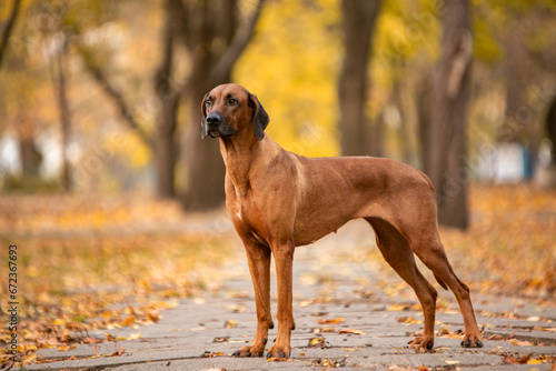 Ridgeback dog in the autumn park