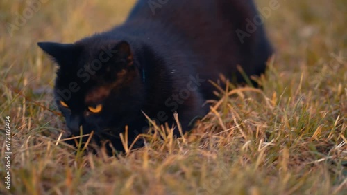 Black cat - yellow eyes - playing in slow motion.