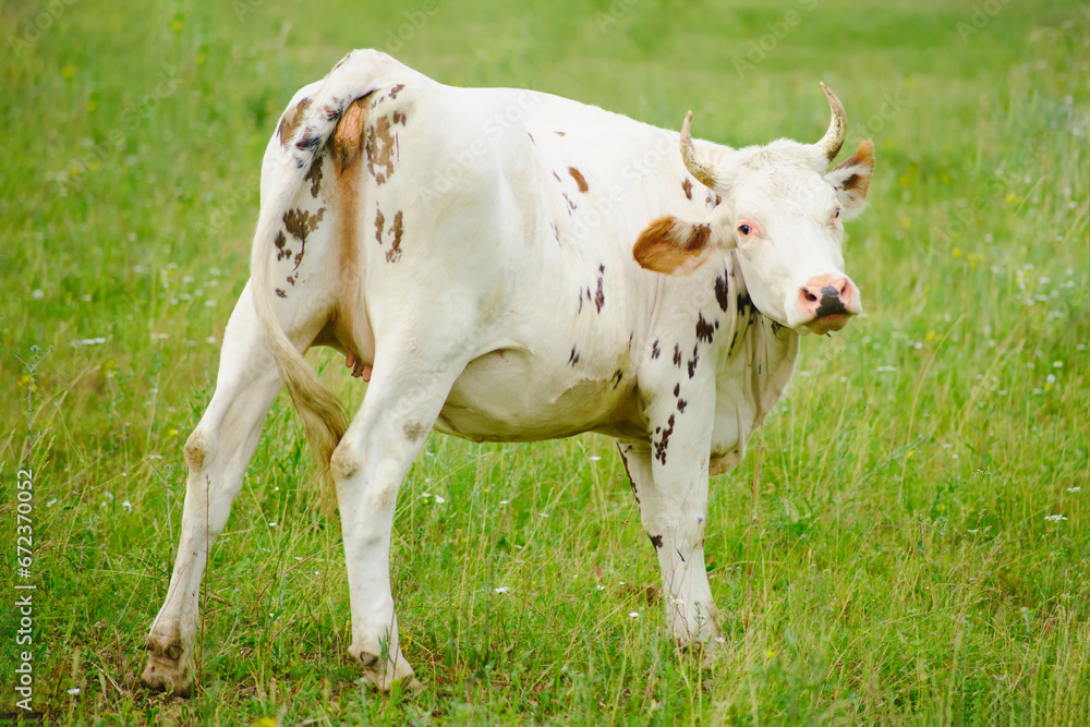 The cows, gentle and docile mammals, find contentment in the simple pleasure of grazing on the abundant grass.