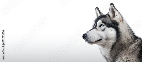 A Siberian husky s portrait captured against a plain white backdrop photo