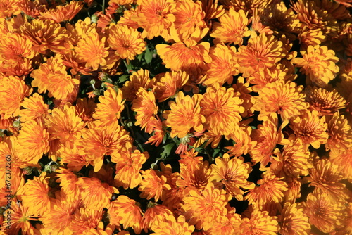 Blumen in prächtiger Farbe