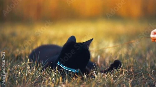 Black cat - yellow eyes - playing in slow motion.