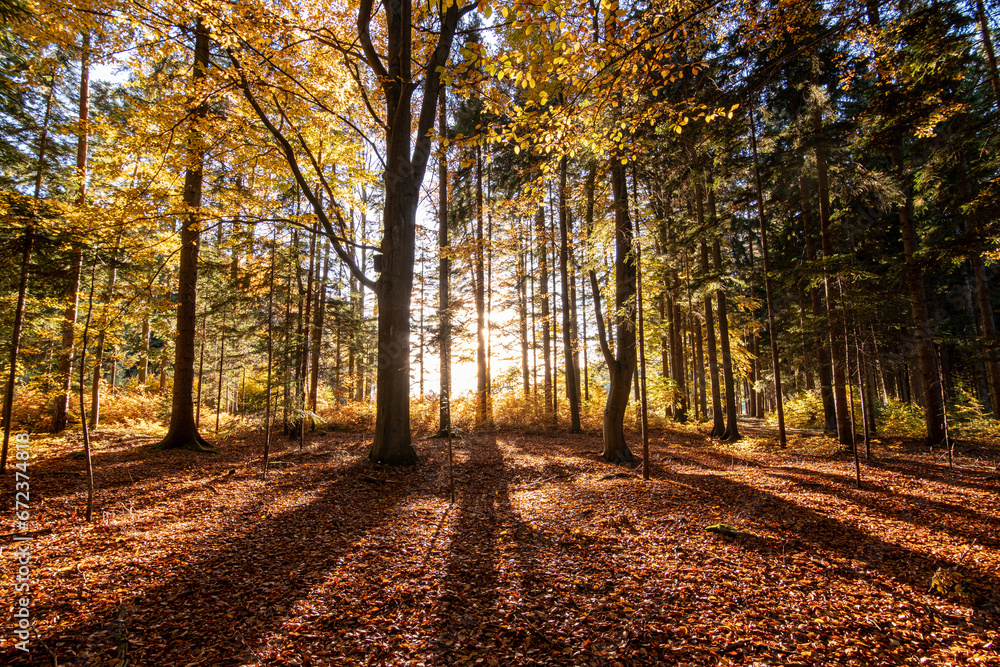 Obraz premium sunrays in the woods