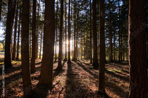sun rays in the forest