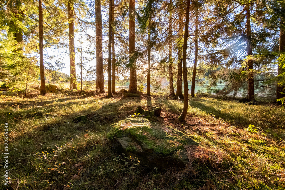 Obraz premium autumn in the woods in austria colors
