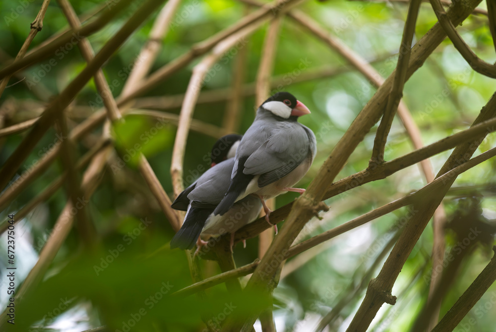 The Java sparrow bird sits on a twig in the forest. The Java sparrow bird sits on a twig in the forest.