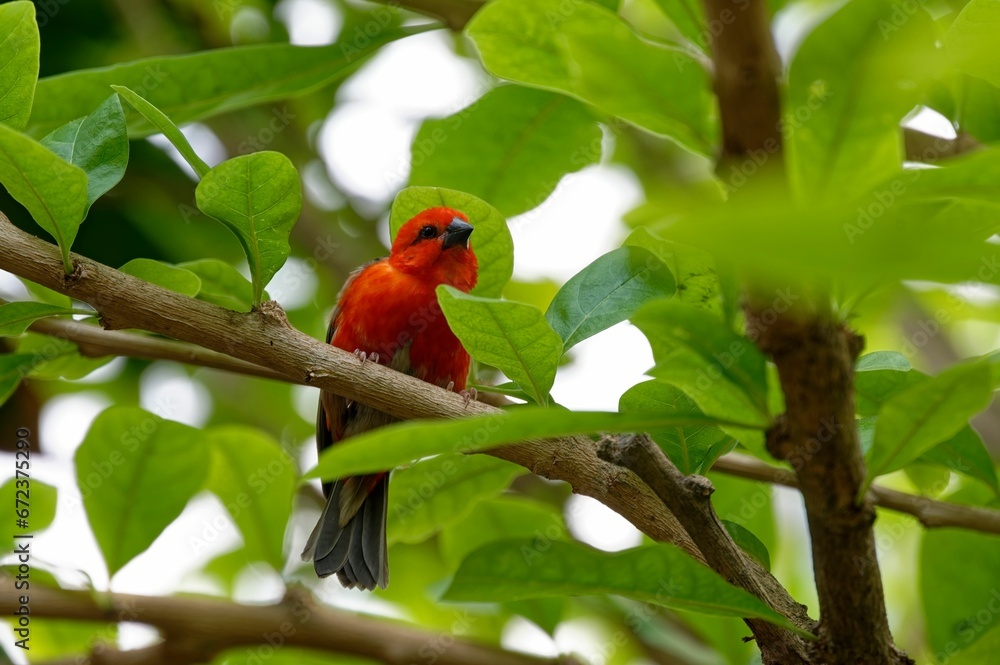 Tropical bird perched on a branch