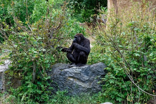 Gorilla sitting on top of a rock at the zoo