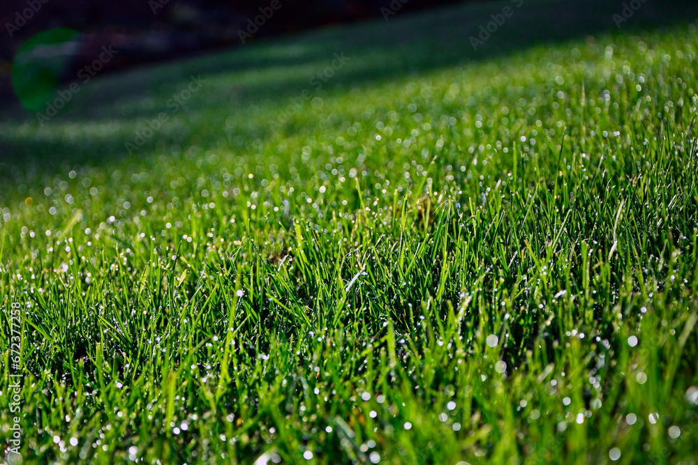 zielona trawa z poranną rosą w słońcu, green grass with morning dew in the sun, shiny dew drops, water on the green grass	 - obrazy, fototapety, plakaty 