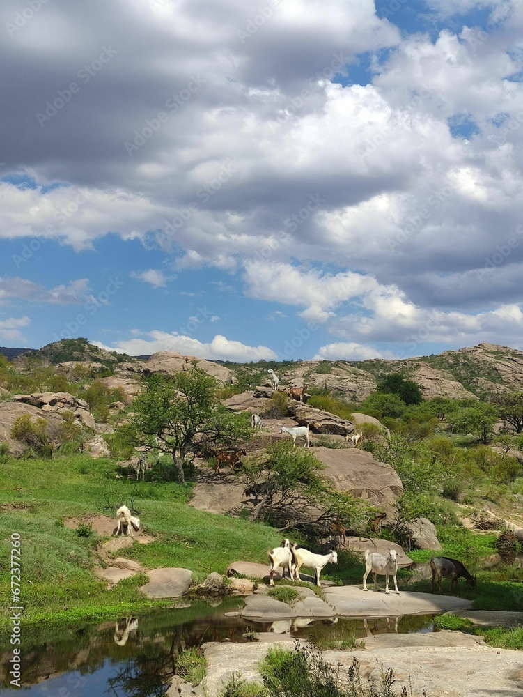 some white sheep are grazing near a pond and rocks in the grass