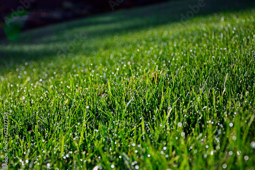 zielona trawa z poranną rosą w słońcu, green grass with morning dew in the sun, shiny dew drops, water on the green grass 