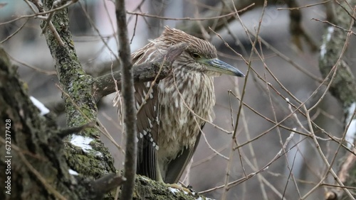 Close-up shot of A Black-crowned Night Heron roosting in a willow tree photo