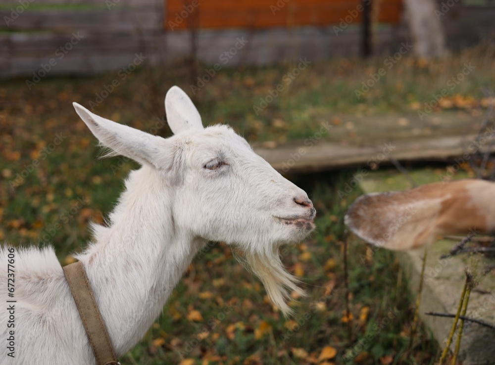 Obraz premium young goat on the meadow