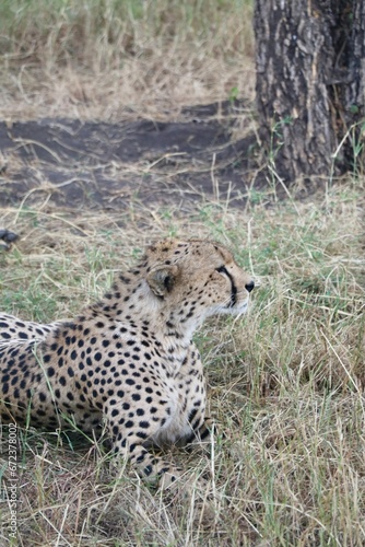 Gu  pard au Parc National du Serengeti - Tanzanie
