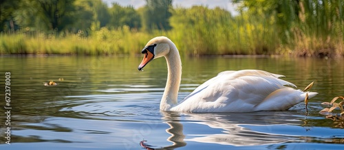 A beautiful white swan gracefully glides across the lake showcasing the elegance of wild swans This is a portrait of a white swan swimming in a serene lake identified by its species name Cyg photo