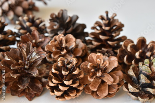 A Cluster of Pine Cones Close-Up