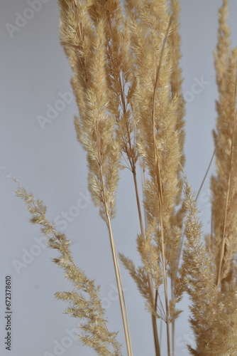 Dried Golden Grass Against a Soft Background