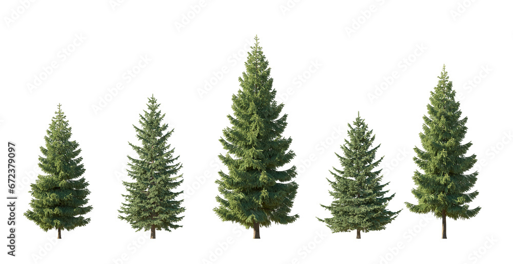 Set of spruce picea abies and pungens colorado blue green fir evergreen pinaceae needled tree isolated png medium and small on a transparent background perfectly cutout
