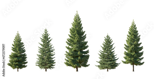 Set of spruce picea abies and pungens colorado blue green fir evergreen pinaceae needled tree isolated png medium and small on a transparent background perfectly cutout 