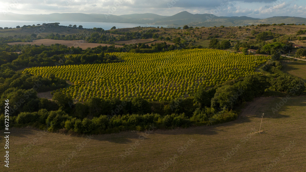 Aerial view of cultivated plants in rows near Lake Bracciano, Italy.