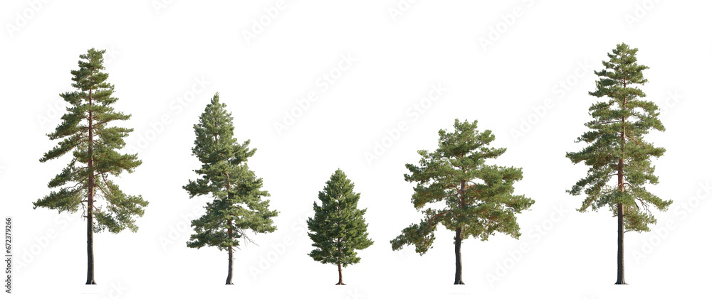 Set of Pinus sylvestris Scotch pine spruce big tall tree isolated png on a transparent background perfectly cutout Pine Pinaceae pine Baltic Pine fir - obrazy, fototapety, plakaty 
