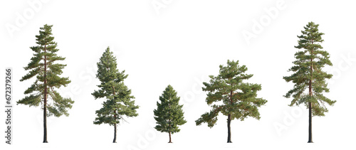 Set of Pinus sylvestris Scotch pine spruce big tall tree isolated png on a transparent background perfectly cutout Pine Pinaceae pine Baltic Pine fir photo