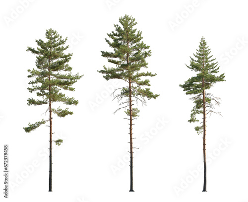 Set of Pinus sylvestris Scotch pine spruce big tall tree isolated png on a transparent background perfectly cutout Pine Pinaceae pine Baltic Pine fir
