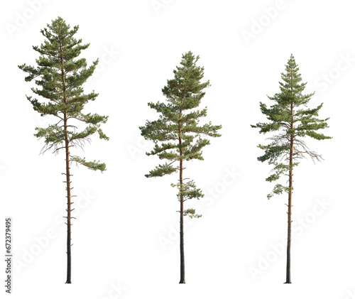 Pinus sylvestris Scotch pine spruce big tall tree isolated png on a transparent background premium cutout Pine Pinaceae pine Baltic Pine fir