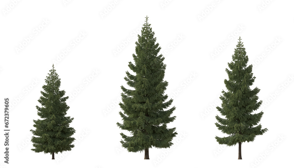 Set of spruce picea abies and pungens colorado blue green fir evergreen pinaceae needled tree isolated png on a transparent background perfectly cutout cloudy
