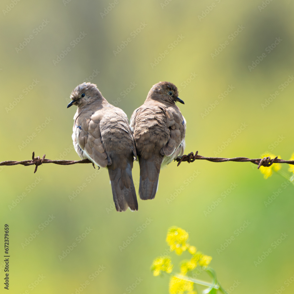 Aves en pareja Aves en pareja