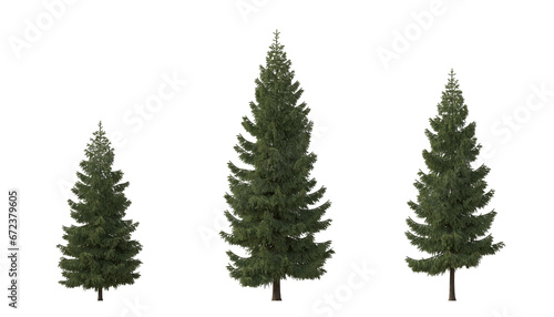 Set of spruce picea abies and pungens colorado blue green fir evergreen pinaceae needled tree isolated png on a transparent background perfectly cutout cloudy 