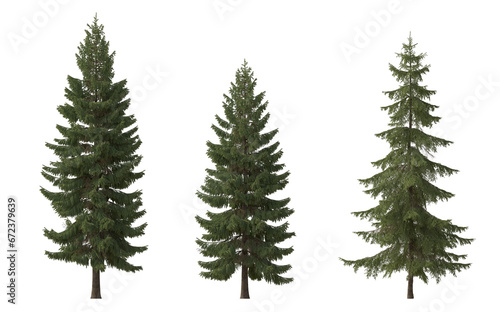 Set of spruce picea abies and pungens colorado blue green fir evergreen pinaceae needled tree isolated png  cloudy on a transparent background perfectly cutout  © Roman