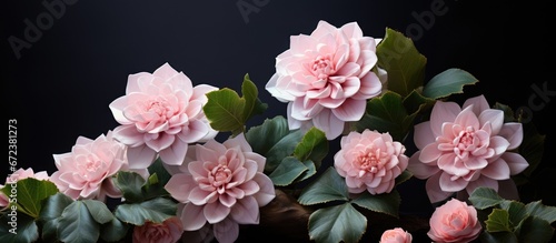 A camelia in a delicate shade of pink enveloped by a ring of leaves